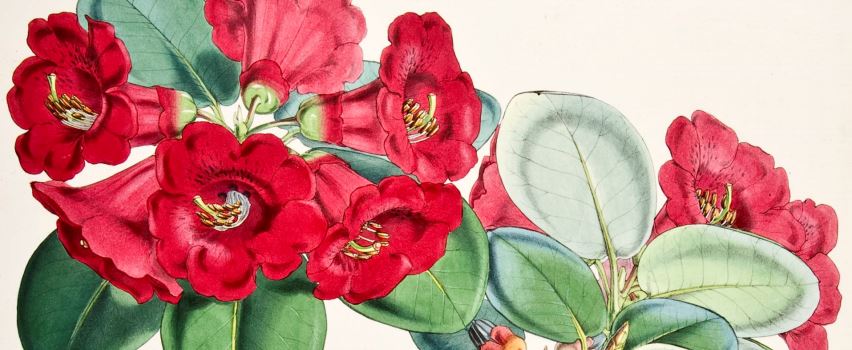 Joseph Dalton Hooker (1817-1911)