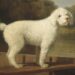 Een witte poedel geportretteerd door George Stubbs, circa 1780.
