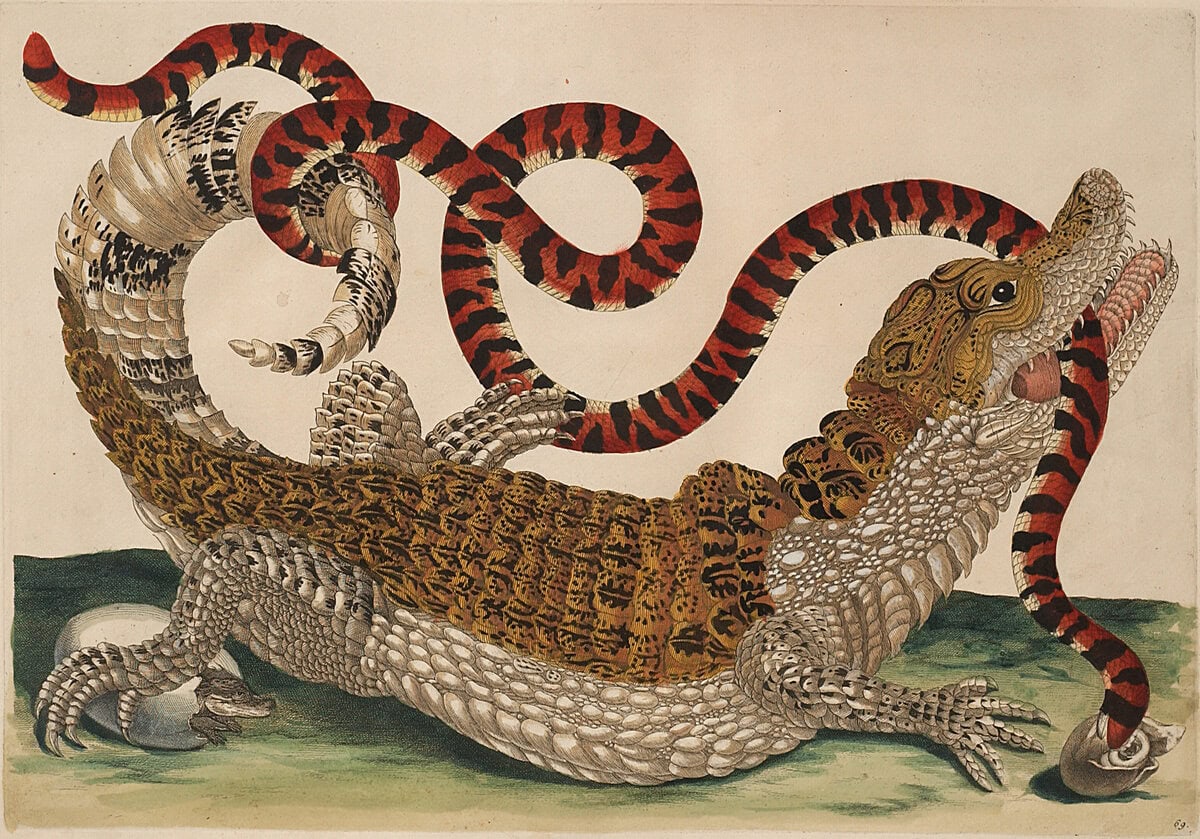 Een brilkaaiman en een koraalslang in gevecht. Tekening van Maria Sibylla Merian.