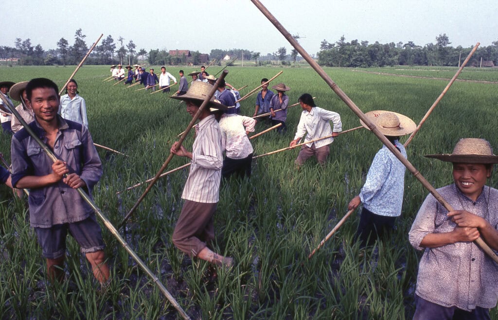 Mannen en vrouwen werken op de rijstvelden in Sichuan