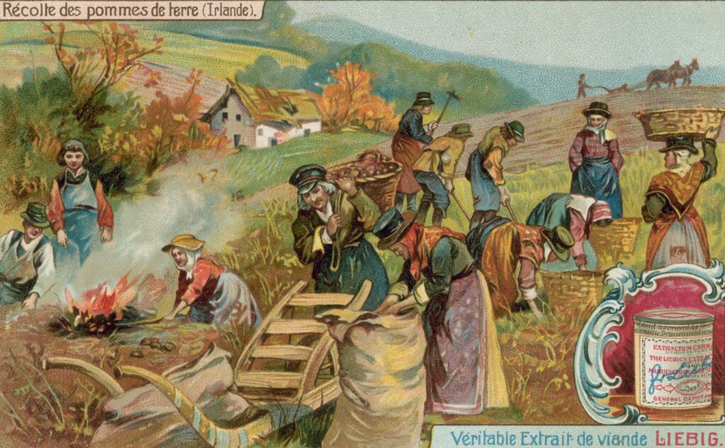 Ierse boeren oogsten hun aardappelen