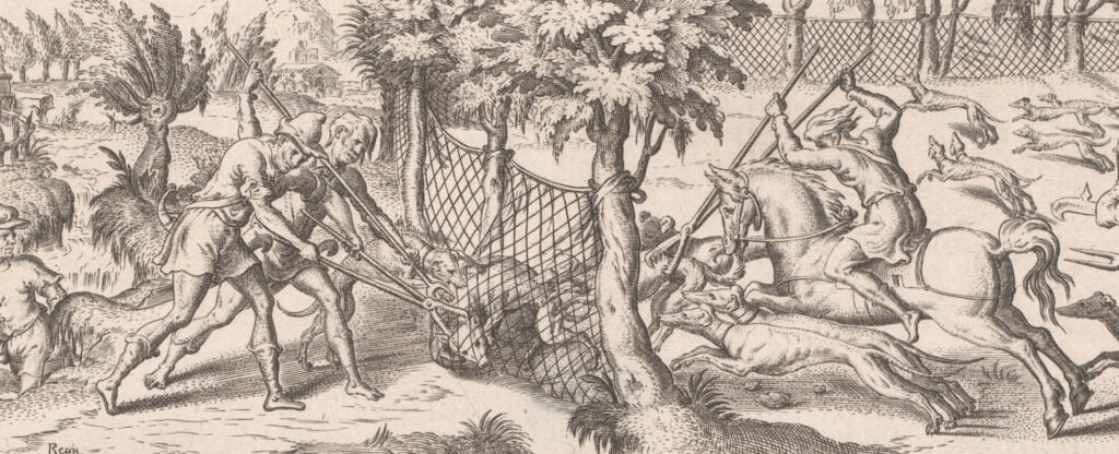 Wolven worden in een net gejaagd