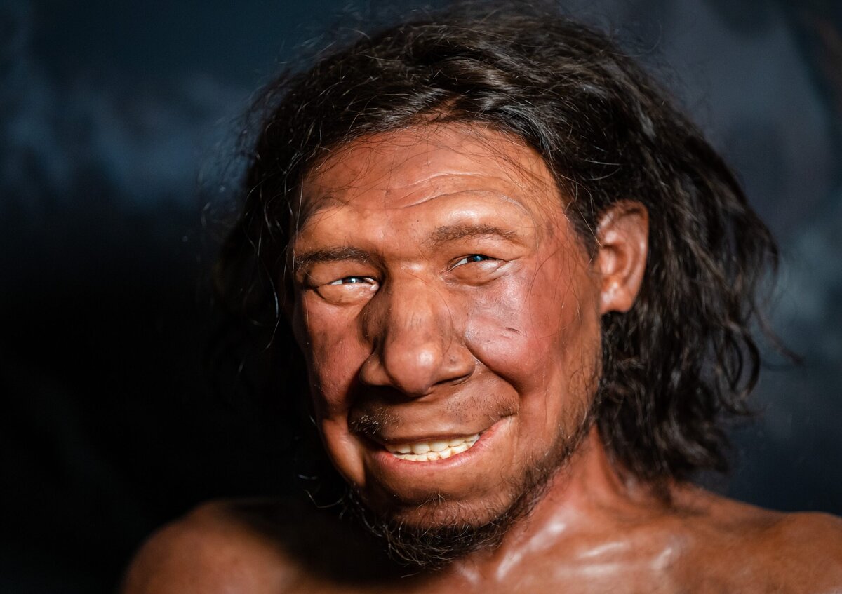 Reconstructie van neanderthaler ‘Krijn’ in het Rijksmuseum van Oudheden