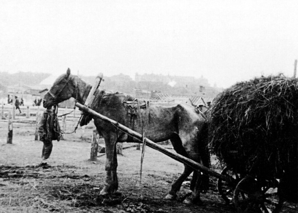 Oekraïens paard is uitgehongerd door het graantekort
