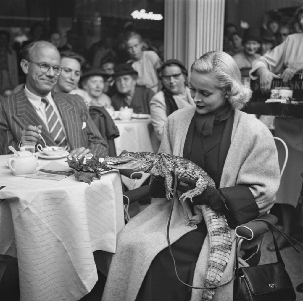 Deze krokodil was vermoedelijk eerder een accessoire dan een huisdier