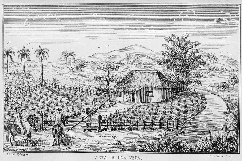 Tabakvelden op Cuba in 1859
