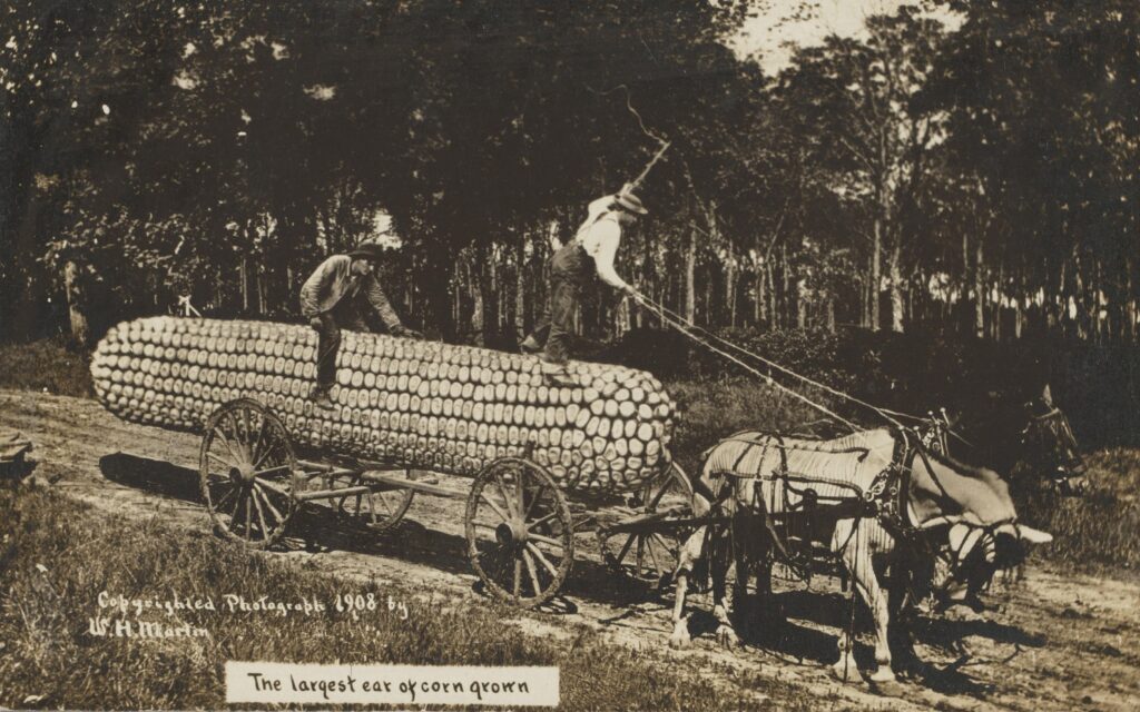 De grootste maiskolf ooit