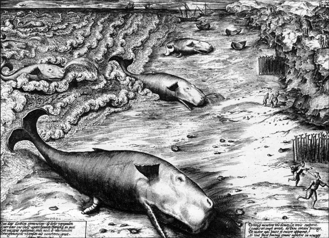 Drie gestrande potvissen bij Ter Heyde. Gravure door Jan Wierinx, 1577.