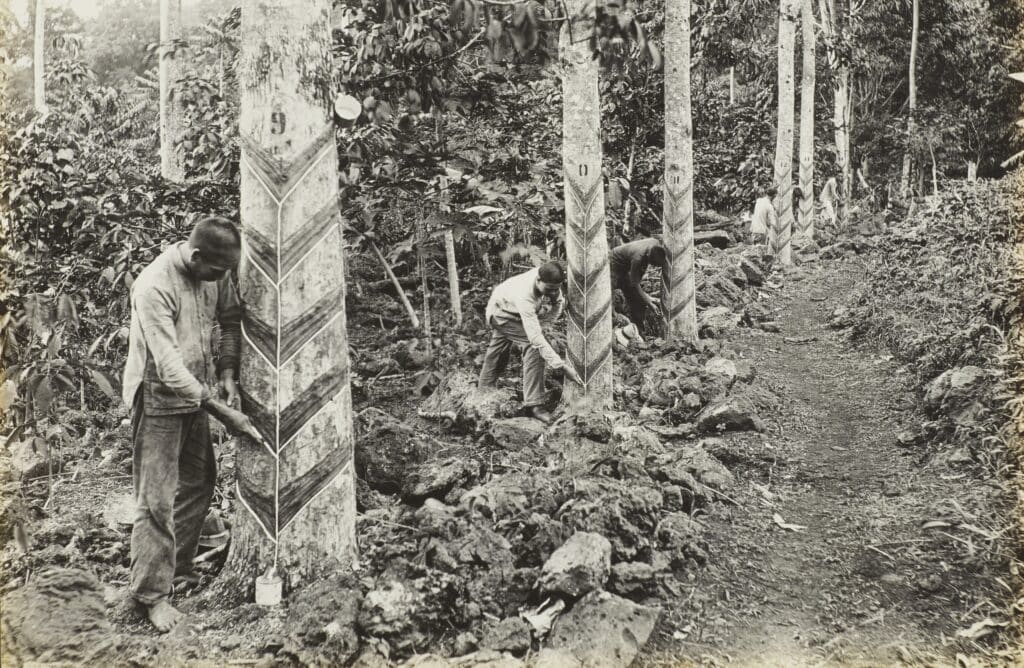 Chinese arbeiders oogsten rubber op Samoa, circa 1918.
