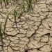 Door de droogte ontstaan er barsten in de Nederlandse akkers