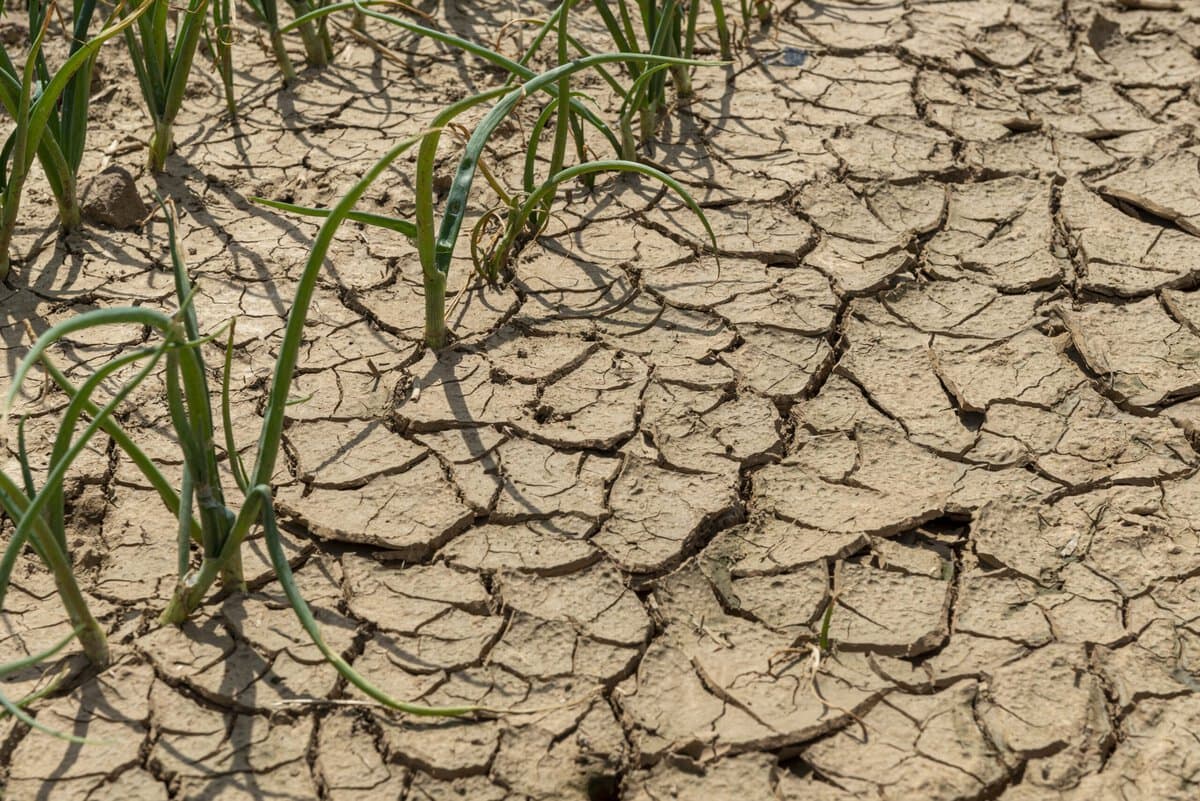 Door de droogte ontstaan er barsten in de Nederlandse akkers