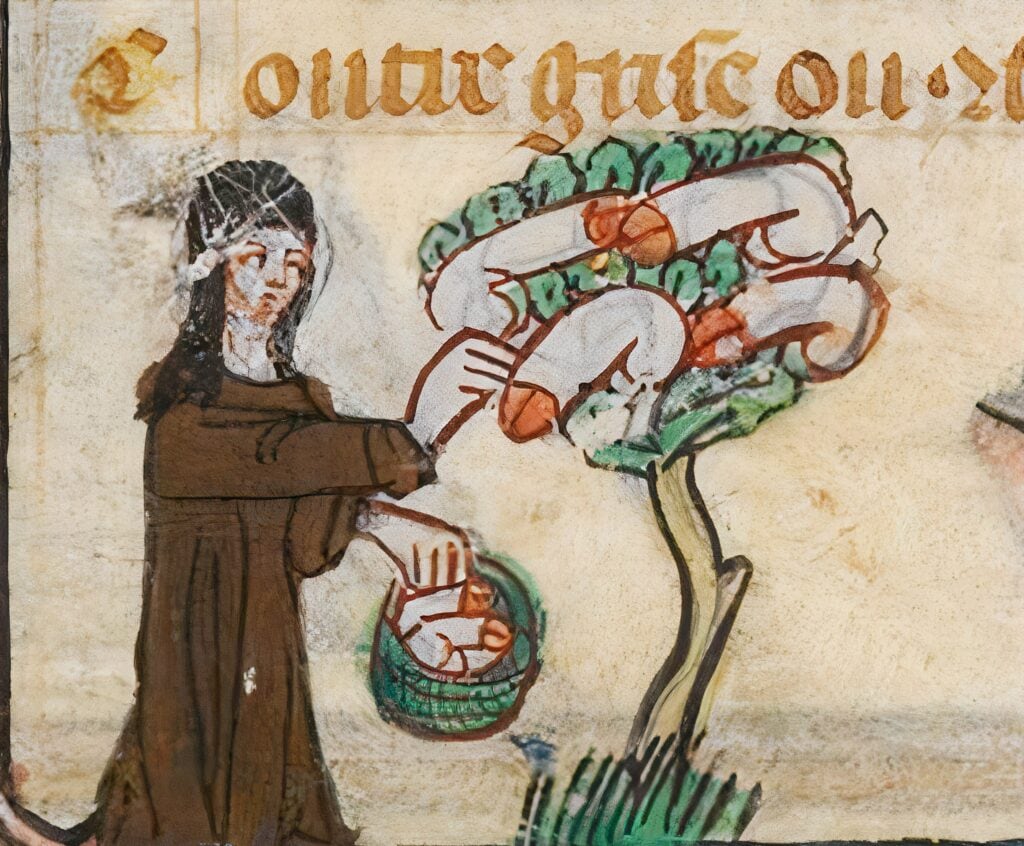 Een fallusboom in een middeleeuws manuscript.