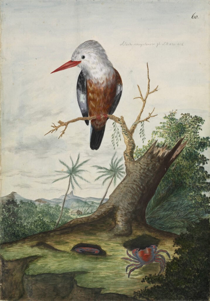 George Forster maakt deze aquarel van een grijskopijsvogel