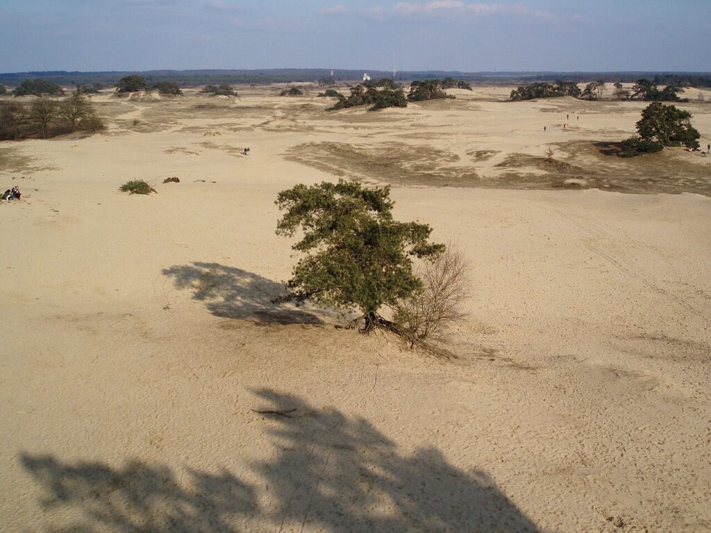Het stuifzandgebied Kootwijkerzand in de bossen bij Kootwijk.